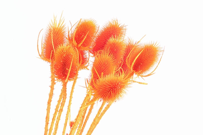 Chardon Orange