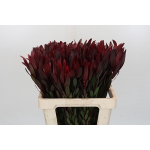 Leucadendron Saf Sunset Dark Red