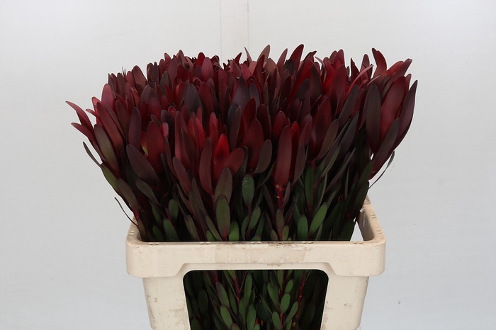 <h4>Leucadendron Saf Sunset Dark Red</h4>