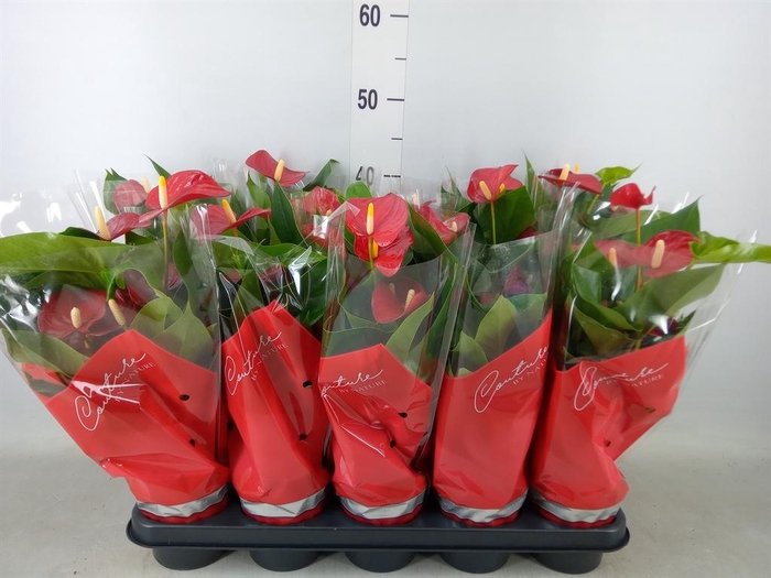 <h4>Anthurium andr. 'Micra'</h4>