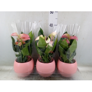 Anthurium   ...mix