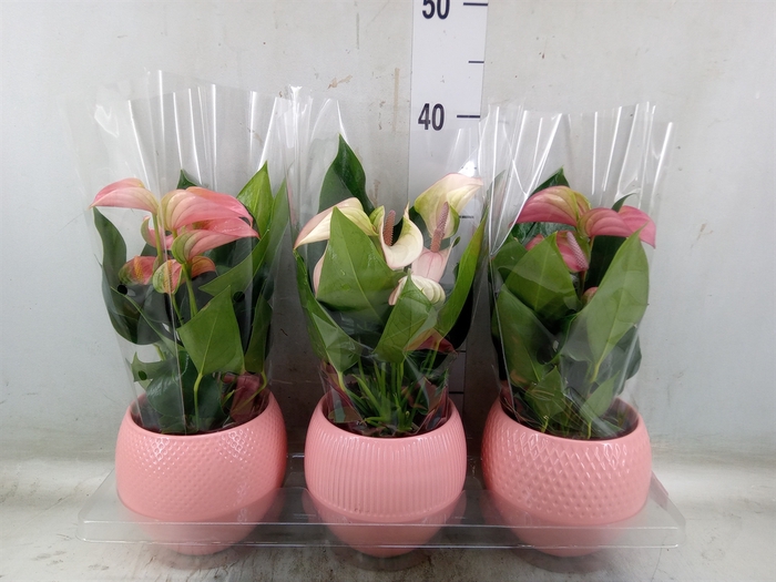 <h4>Anthurium   ...mix</h4>