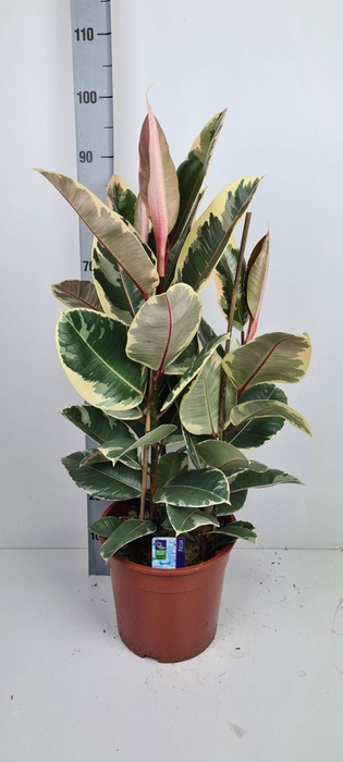 <h4>FIC EL TINEKE</h4>