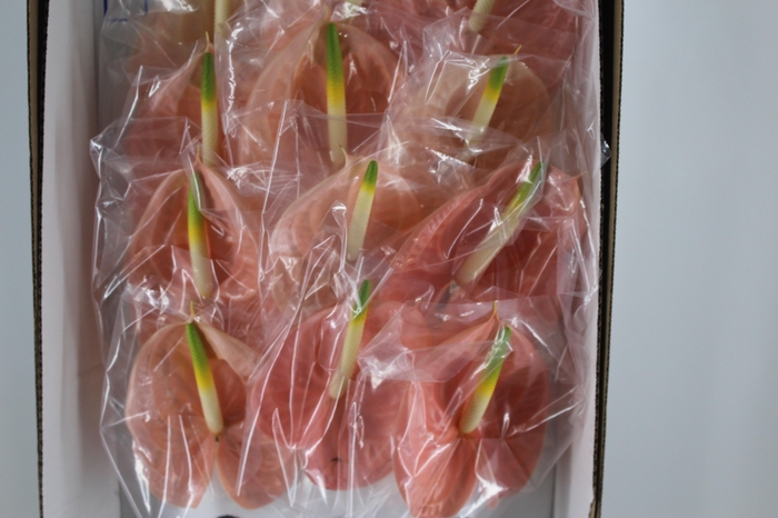 <h4>ANTHURIUM CHEERS 11/13 040 CM DIAM MIN 11 CM PESSEGO</h4>