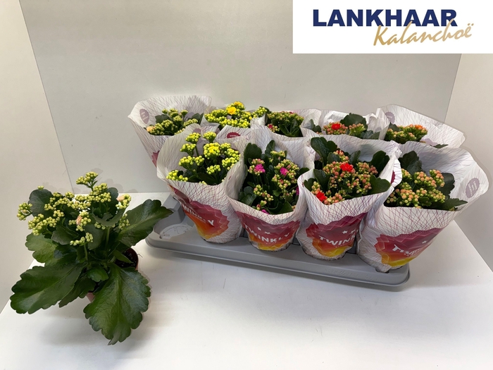 KAL GE PERF GEM 5 KL