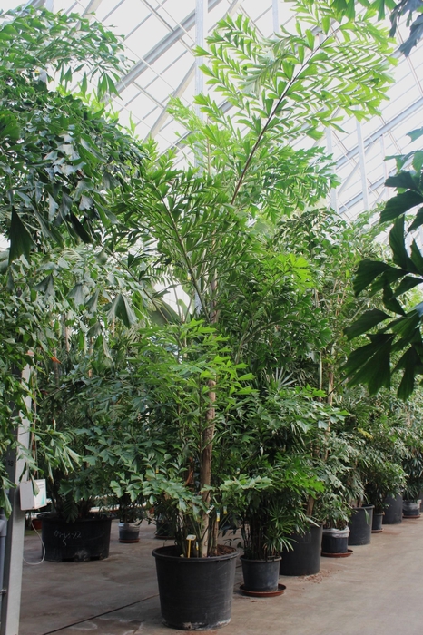 <h4>Caryota mitis</h4>