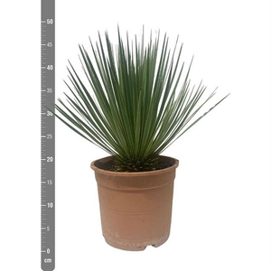 YUCCA ROSTRATA P24 50CM