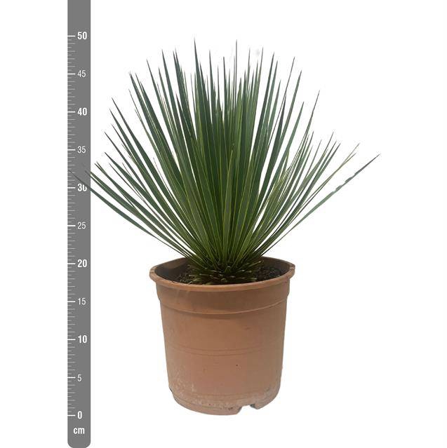 <h4>YUCCA ROSTRATA P24 50CM</h4>