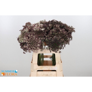DAUCUS CAROTA DARA