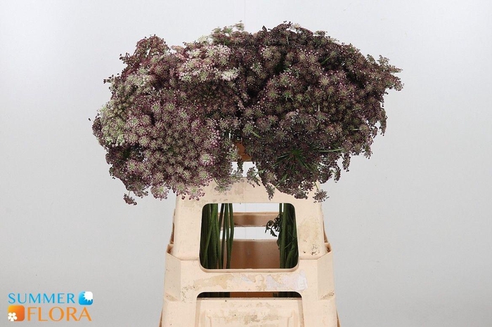 <h4>DAUCUS CAROTA DARA</h4>