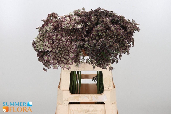 <h4>DAUCUS CAROTA DARA</h4>