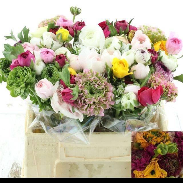 <h4>RAN EL GEM BOS</h4>