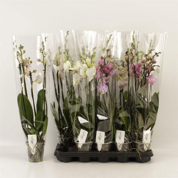 <h4>PHAL GEM</h4>
