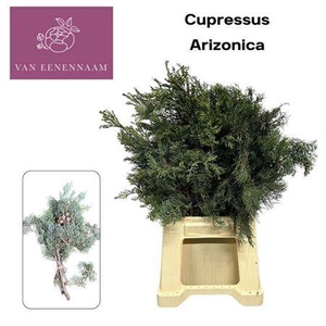 Cupres Sempervirens