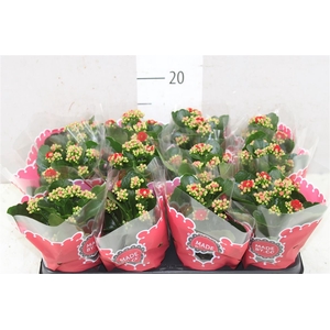 Kalanchoe Calandiva Rood