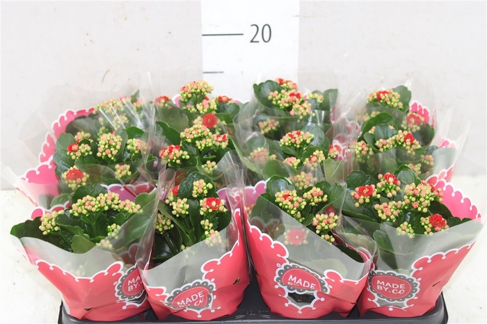 <h4>Kalanchoe Calandiva Rood</h4>