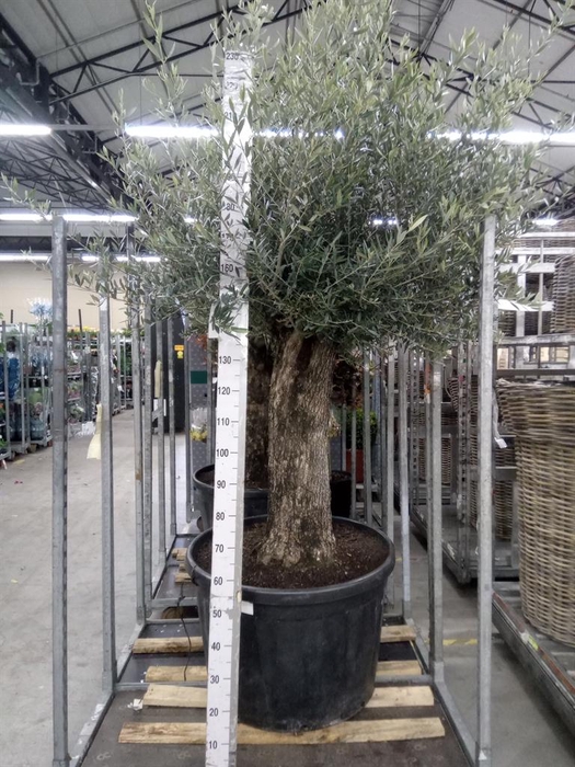 <h4>Olea europaea</h4>