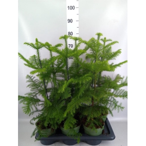 Araucaria heterophylla