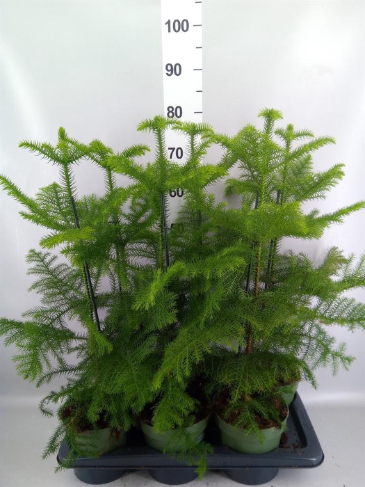 <h4>Araucaria heterophylla</h4>