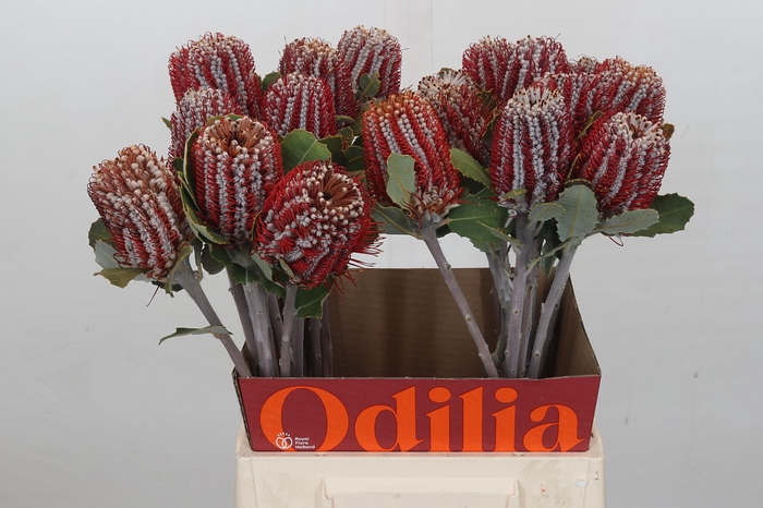 <h4>Banksia Coccinea</h4>