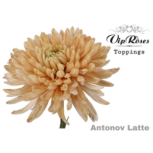 CHR G ANTONOV LATTE