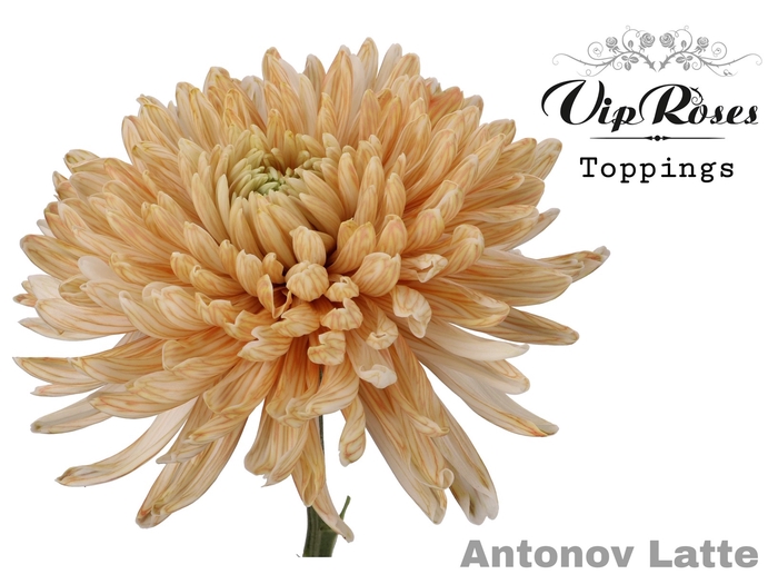 CHR G ANTONOV LATTE