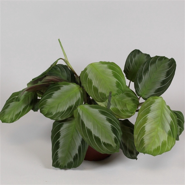 <h4>Maranta leuconeura 'Fascinator' Silver band</h4>