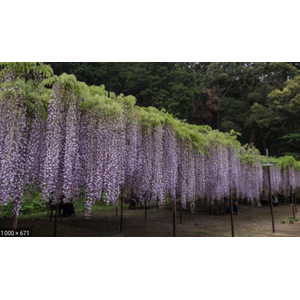 Wisteria floribunda