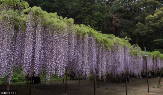 <h4>Wisteria floribunda</h4>