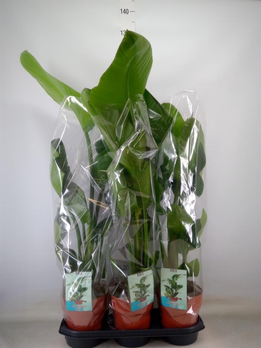 <h4>Strelitzia nicolai</h4>