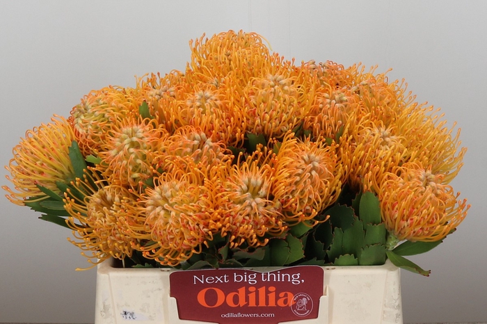 Nutans Soleil