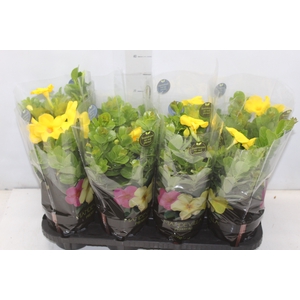 DIPLADENIA GOLDEN P14 PREMIUM