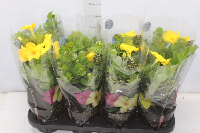 <h4>DIPLADENIA GOLDEN P14 PREMIUM</h4>