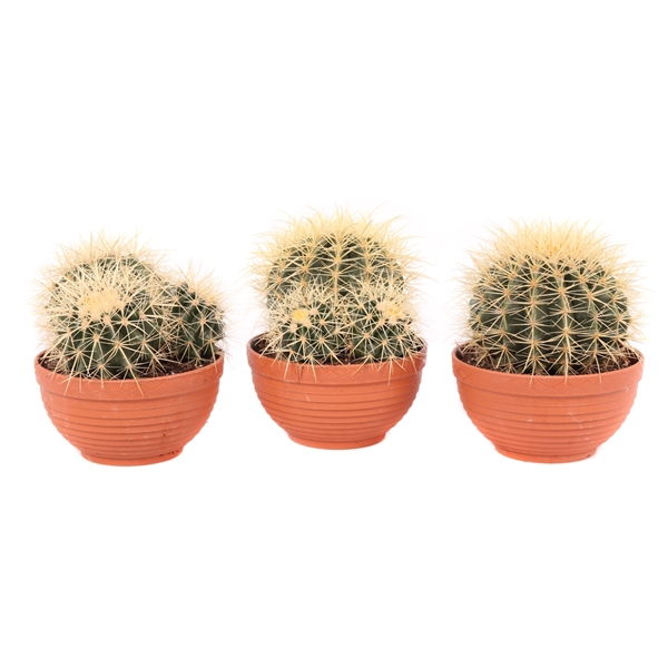 <h4>Echinocactus grusonii 17 cm</h4>