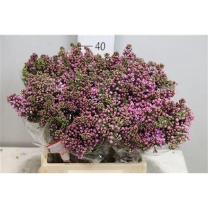 Syr V Dark Koster 4+