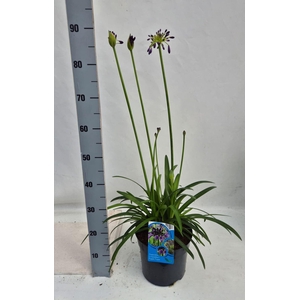 Agapanthus africanus