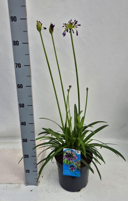 <h4>Agapanthus africanus</h4>