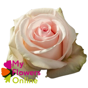 R Gr Novia Light Pink 50cm EC