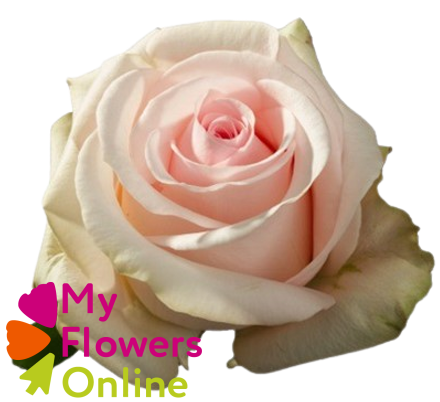 R Gr Novia Light Pink 50cm EC