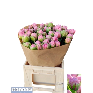 TU DU STRAWBER CREAM