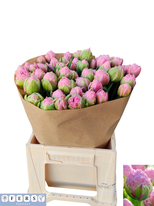 <h4>TU DU STRAWBER CREAM</h4>