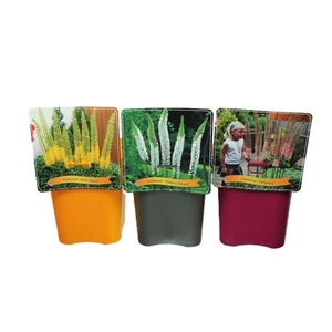 Eremurus mix laag C5