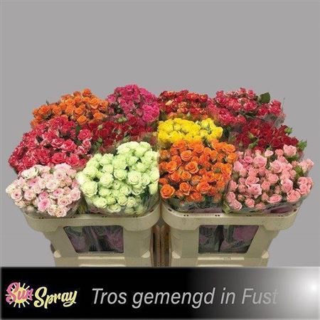 <h4>R TR GEM IN FUST</h4>