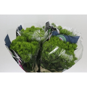Dianthus Br Kiwi Mellow