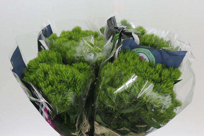 <h4>Dianthus Br Kiwi Mellow</h4>