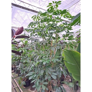 Schefflera Amate toef 300