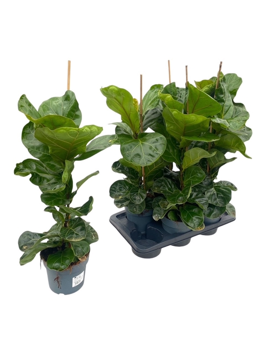 <h4>FICUS LYRATA BAMBINO</h4>