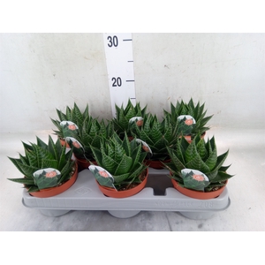 Aloe aristata 'Cosmo'