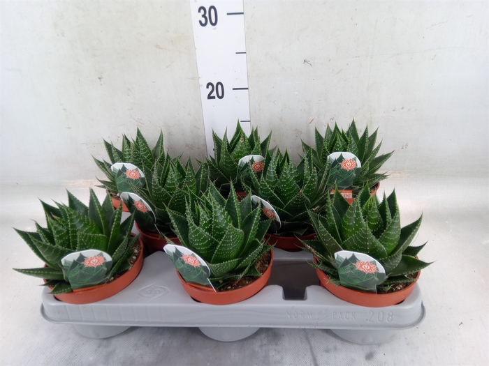 <h4>Aloe aristata 'Cosmo'</h4>