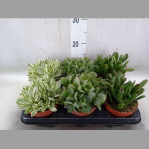 Crassula   ...mix